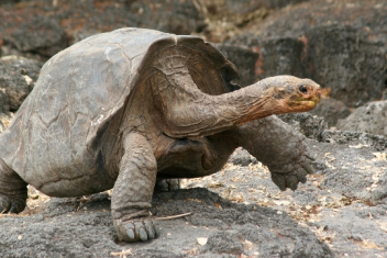 galapagos-tortoise-large