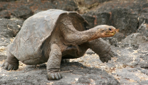 galapagos-tortoise-large