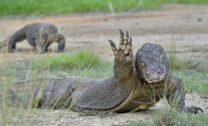 komodo-dragon